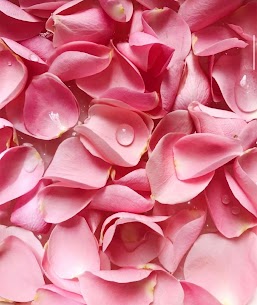 Stop and smell the ROSES