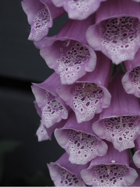 Indulge in the exquisite world of botanical skincare