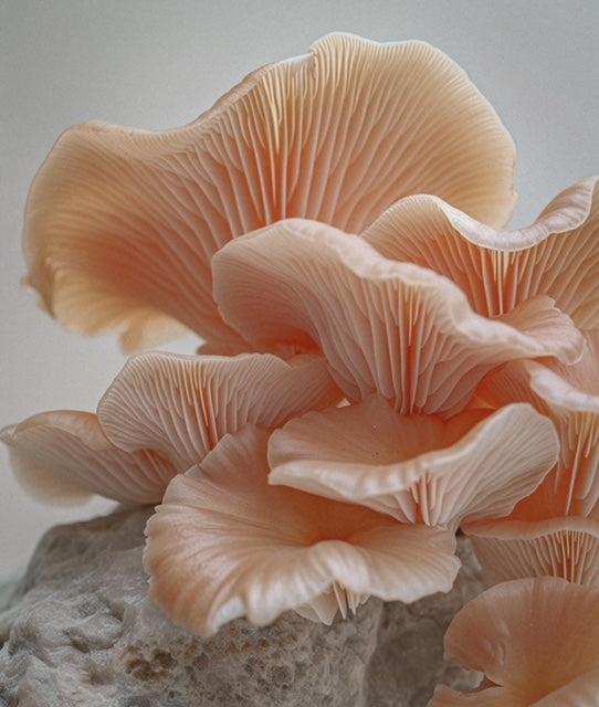 The Mushroom That Behaves Like Hyaluronic Acid — Inside LESSE at PENELOPE &amp; The Beauty Bar