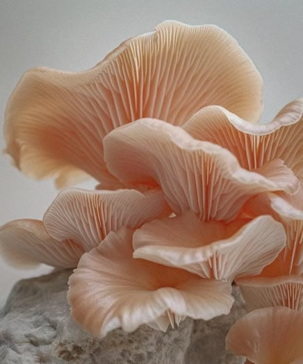 Where Skincare meets Nature: LESSE