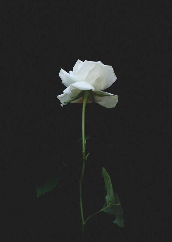 Rose as Ritual: The Transformative Power of Rose Oil Featuring Vie de Mer’s Exquisite Rose Oil