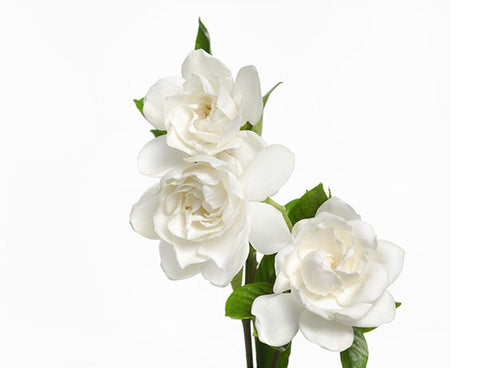 THE HYPER - CUSTOMIZED OXYGEN DOME FACIAL